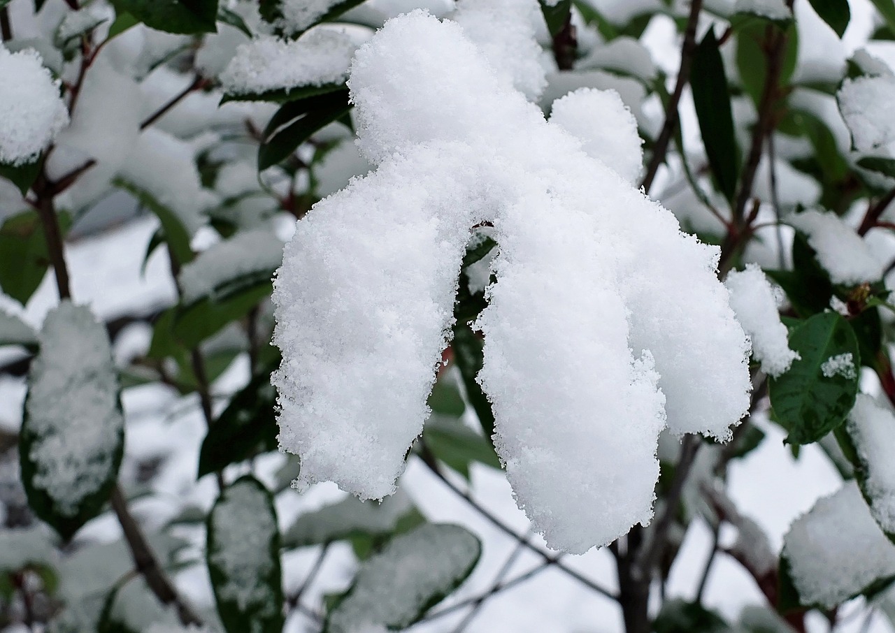 leaves snow cover plant free photo