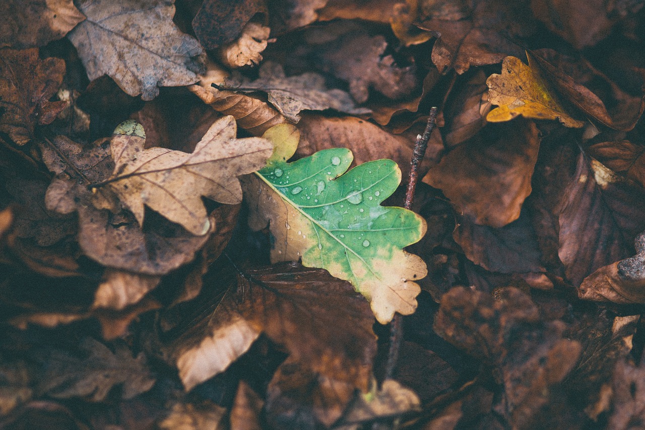 leaves oak fallen free photo