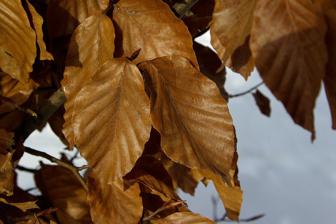 leaves winter dead leaf free photo