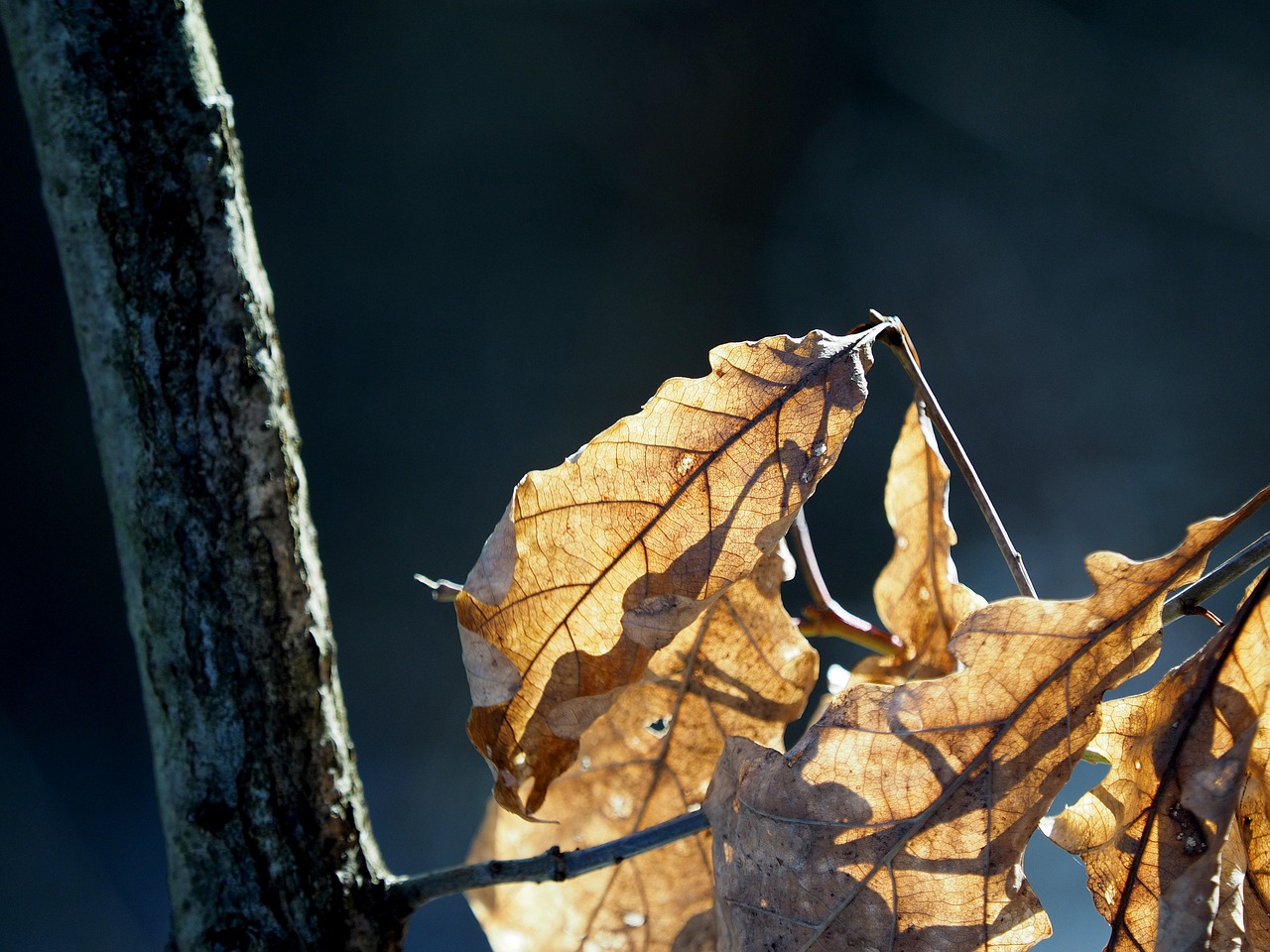 leaves fall foliage back light free photo