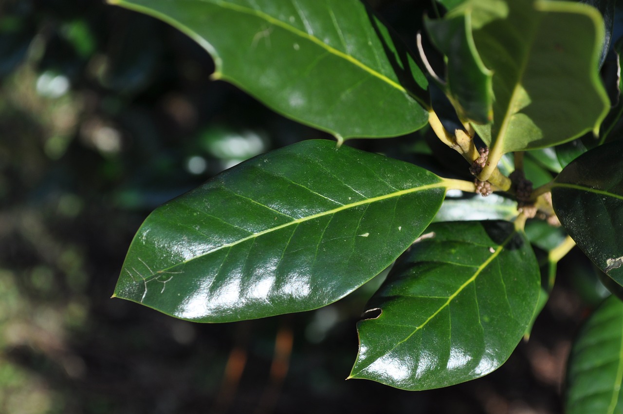 leaves plant green tr free photo