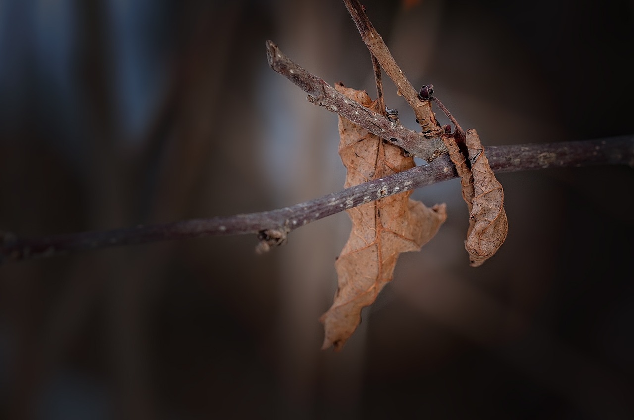 leaves dry fall leaves free photo