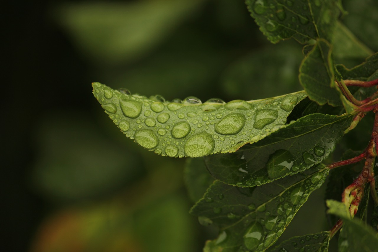 leaves rain nature free photo