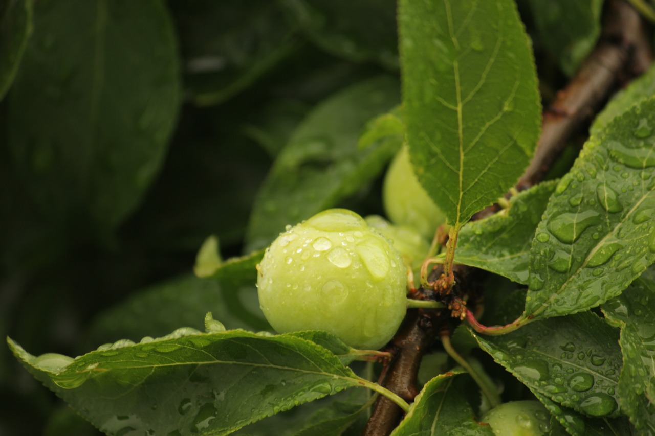 leaves rain nature free photo