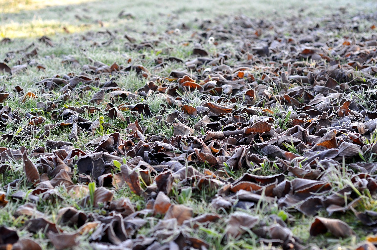 leaves icing color free photo