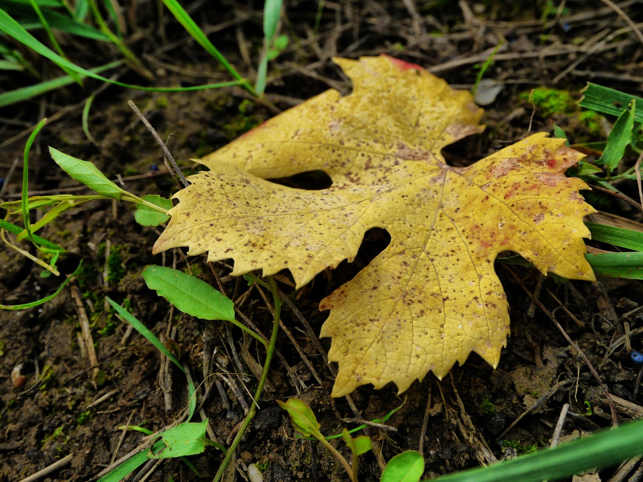 leaves fall nature free photo