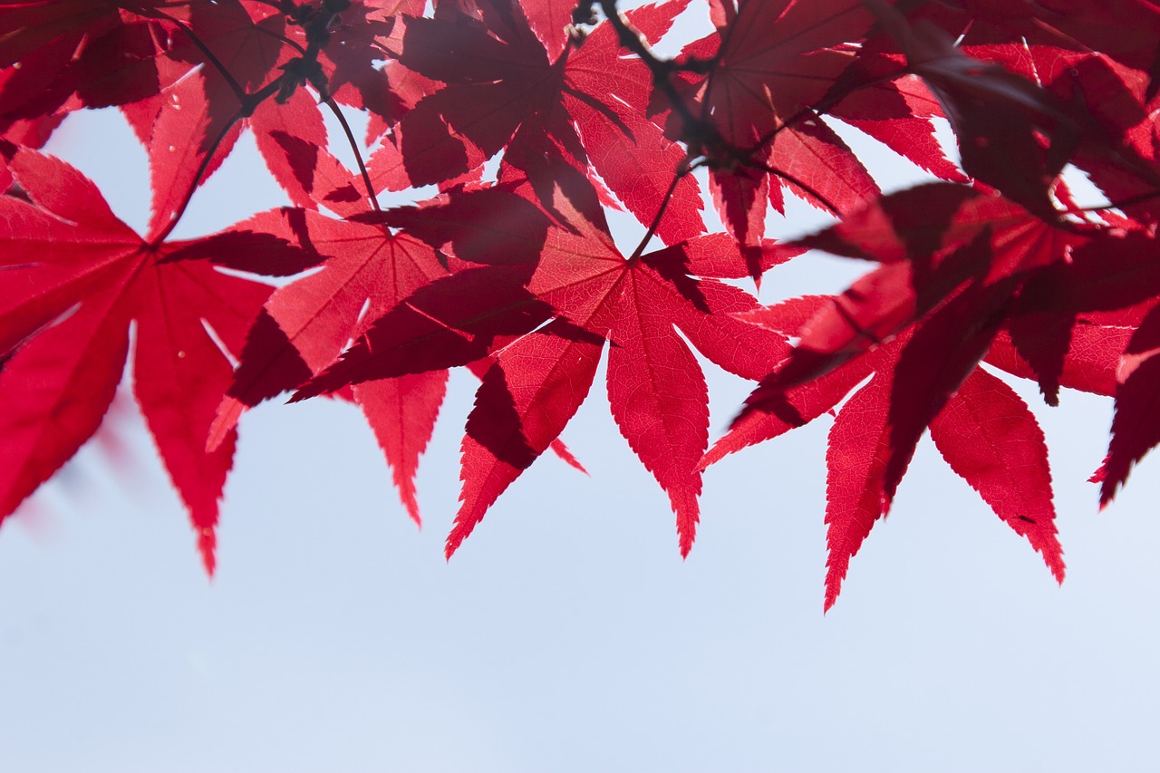 leaves tree summer free photo