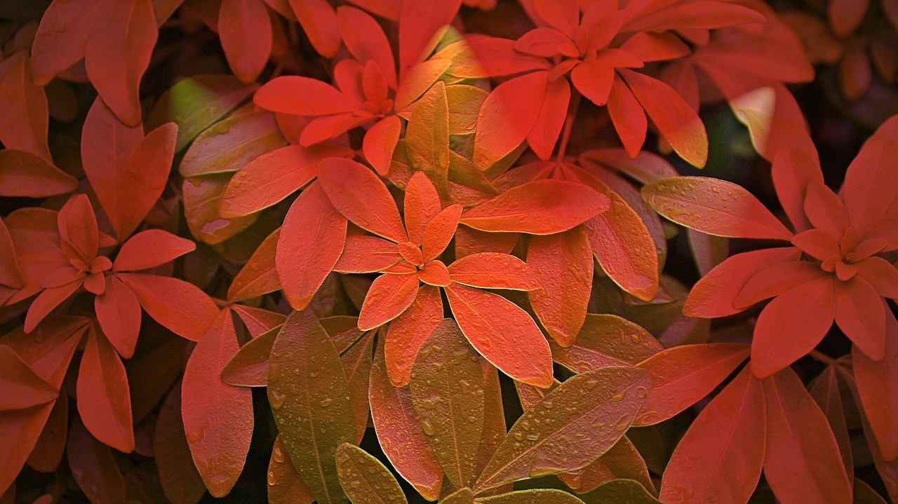 leaves plant foliage wet free photo