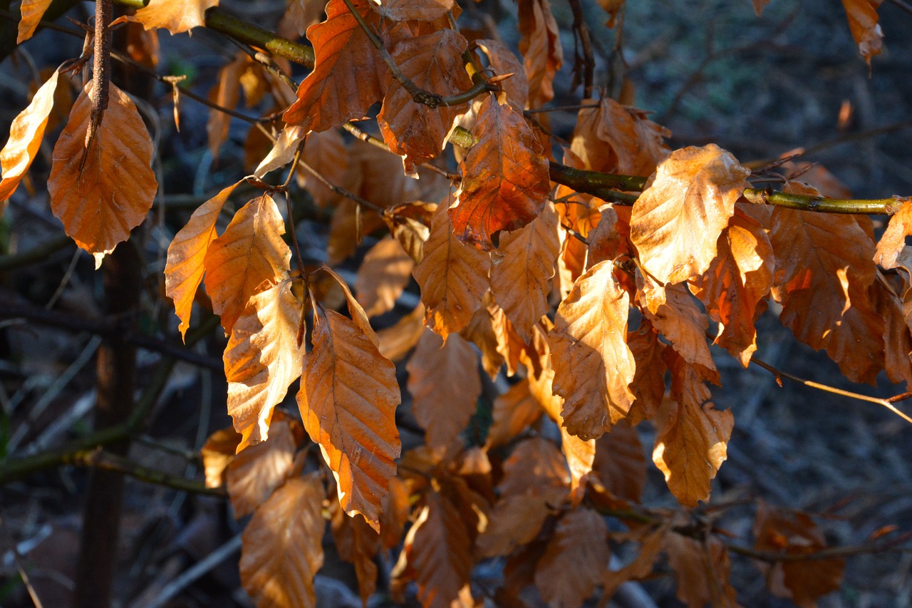 leaves brown dried free photo