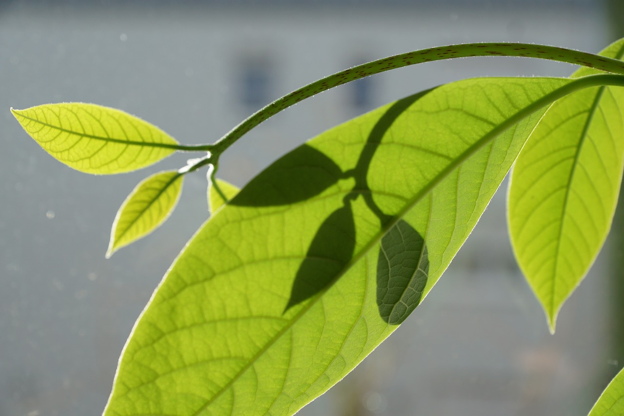 leaves green mango free photo