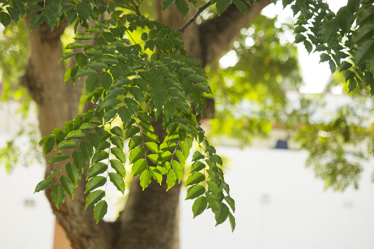 leaves tree nature free photo