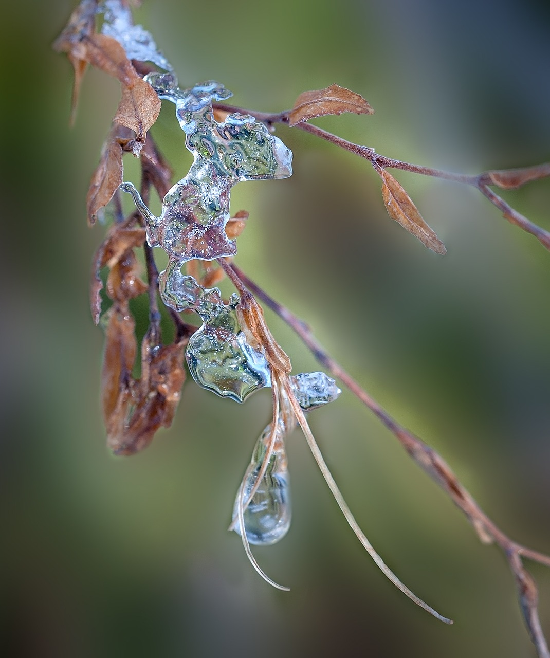 leaves ice frozen free photo