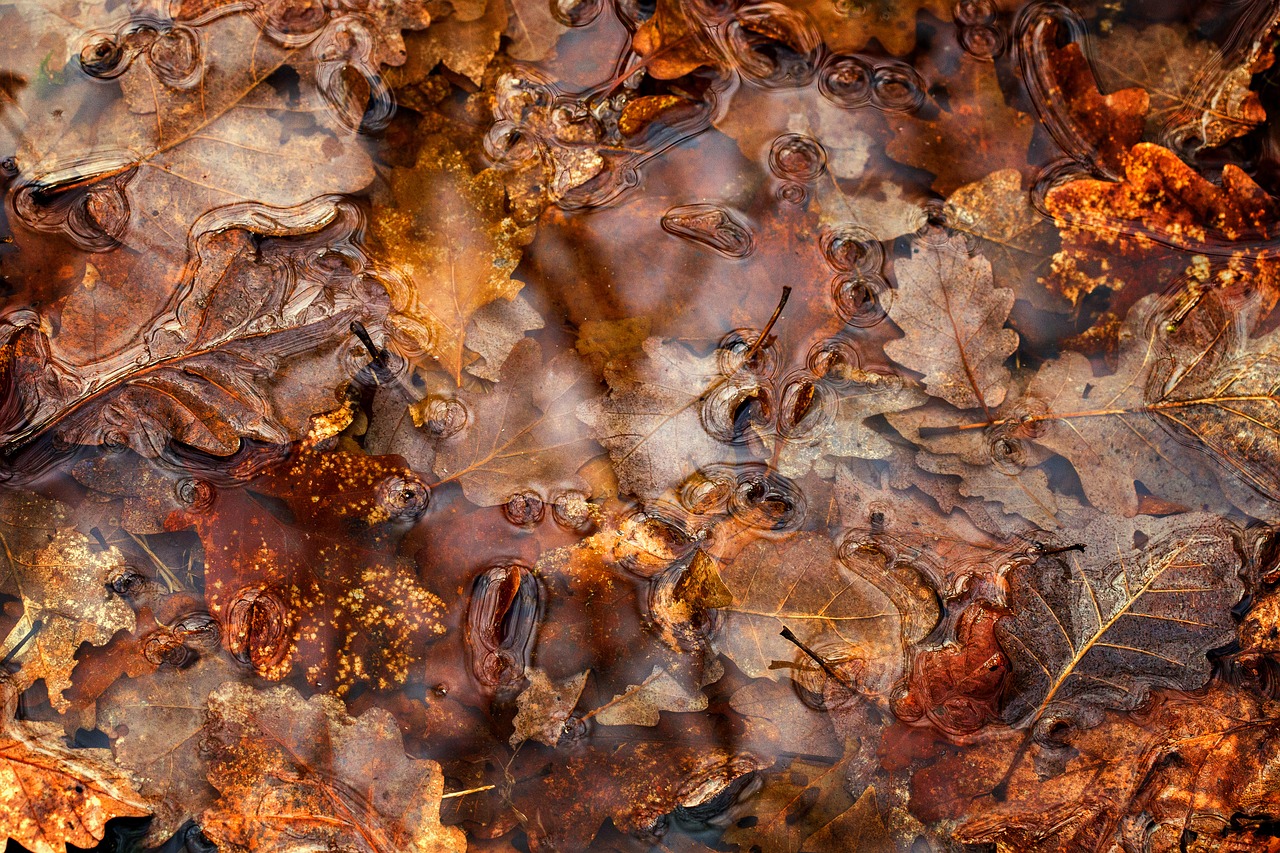leaves puddle fall free photo