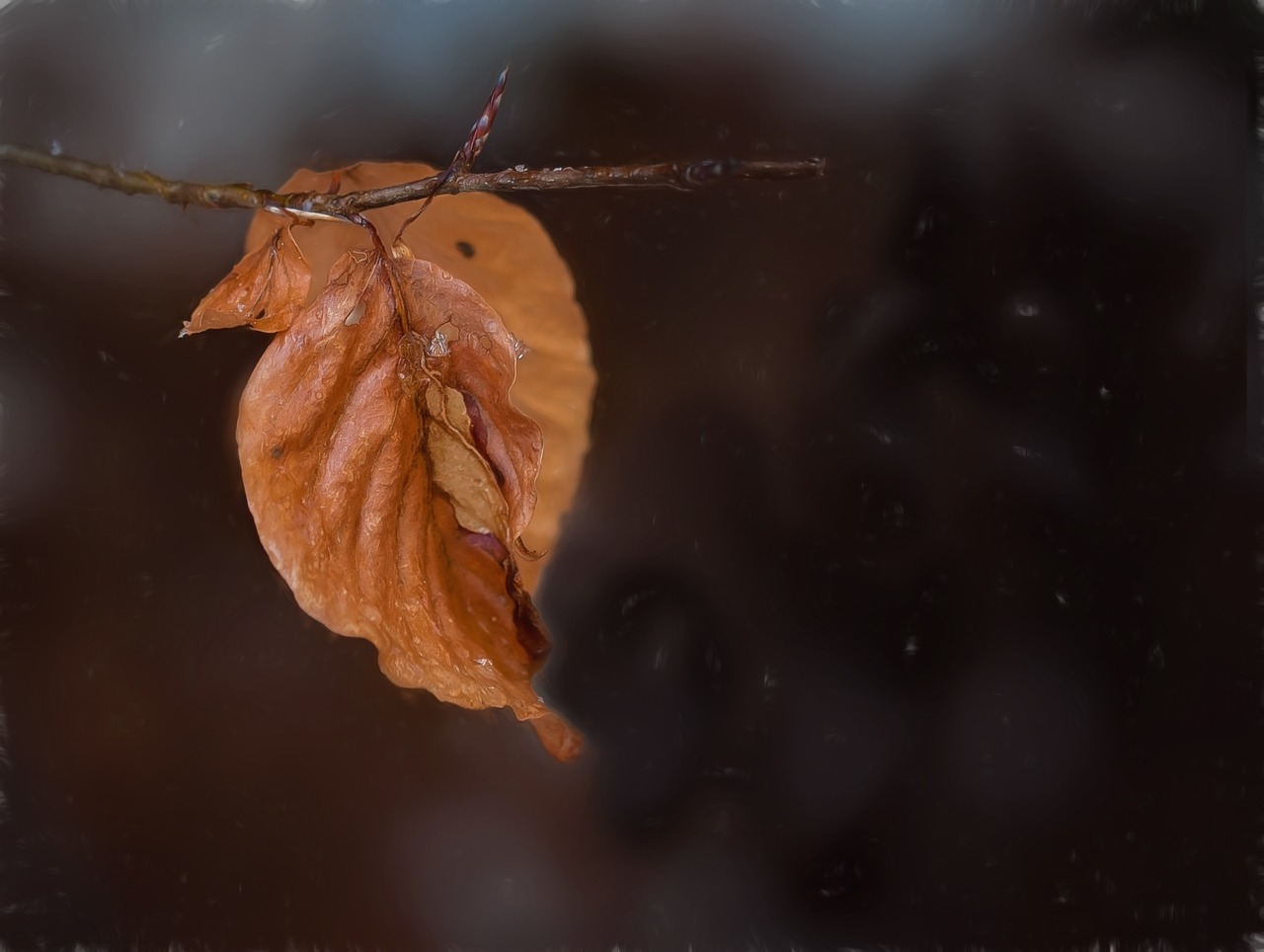 leaves branch true leaves free photo