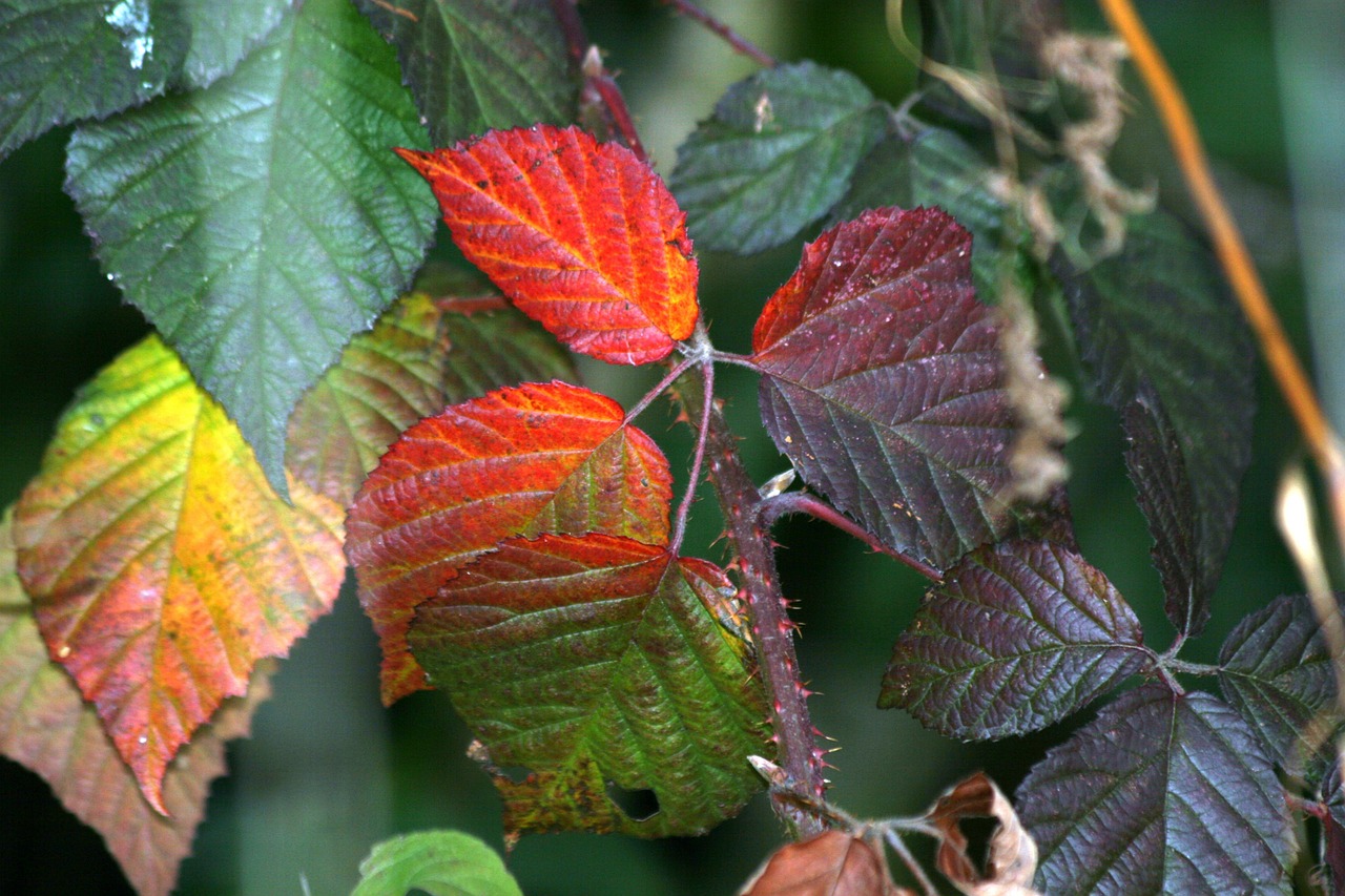 leaves autumn nature free photo