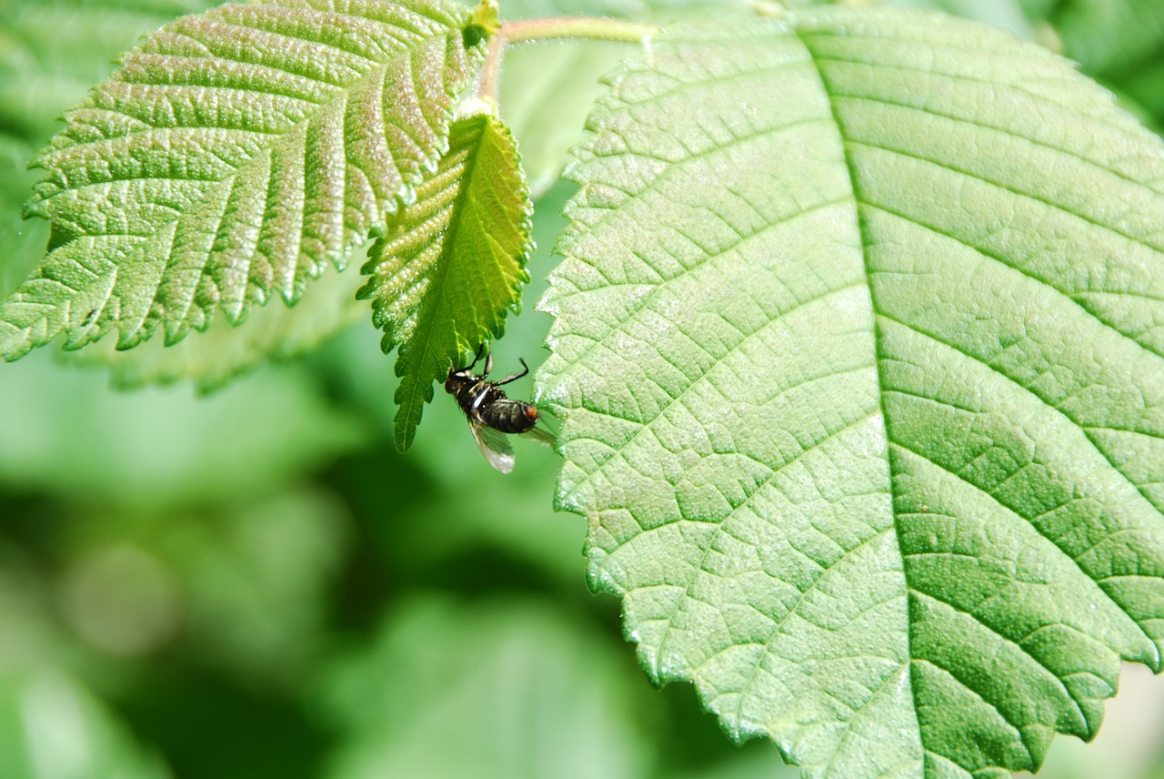 leaves green fly free photo