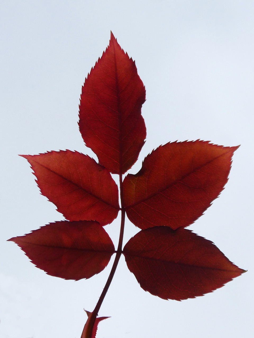 leaves zarza red free photo