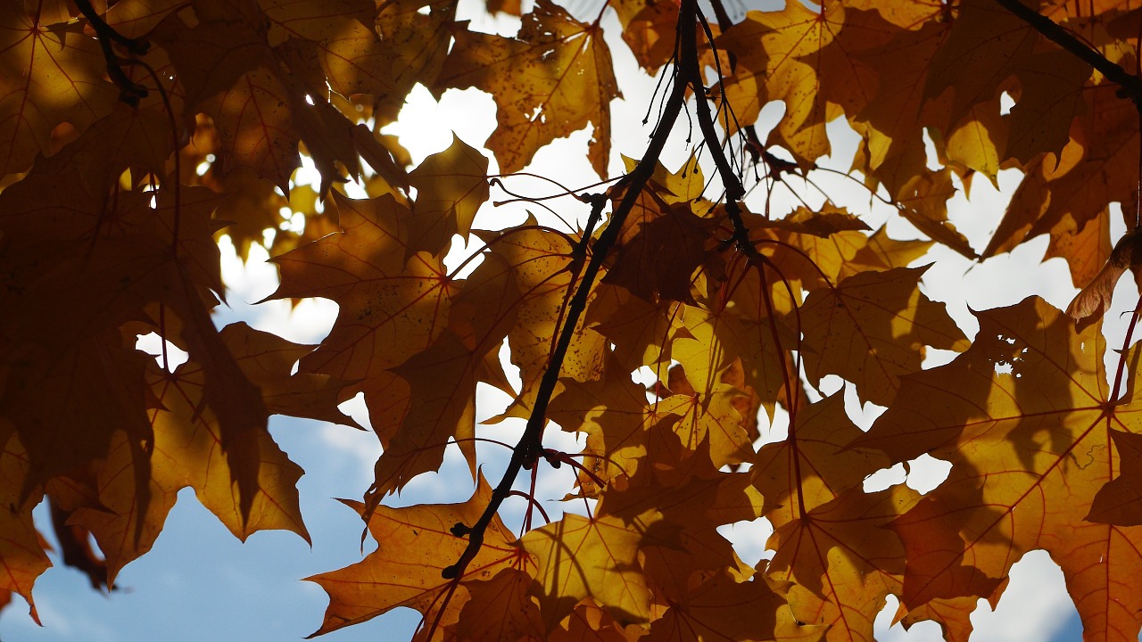 leaves autumn sun free photo