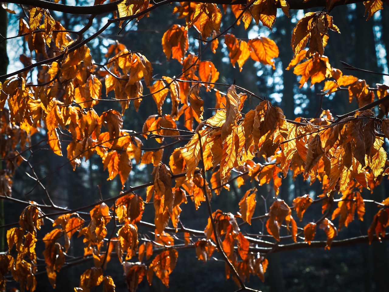 leaves tree branches free photo