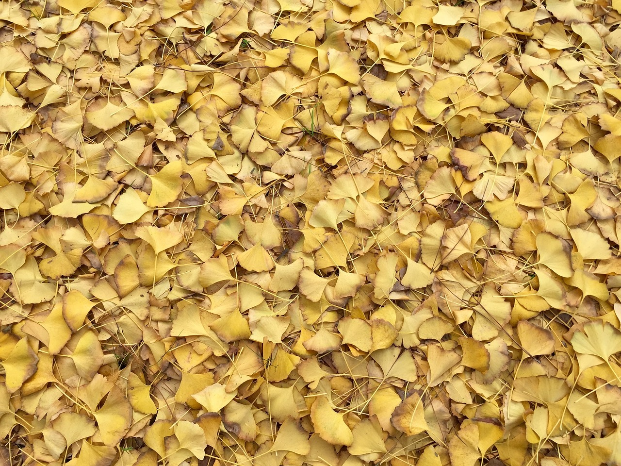 leaves yellow fall free photo