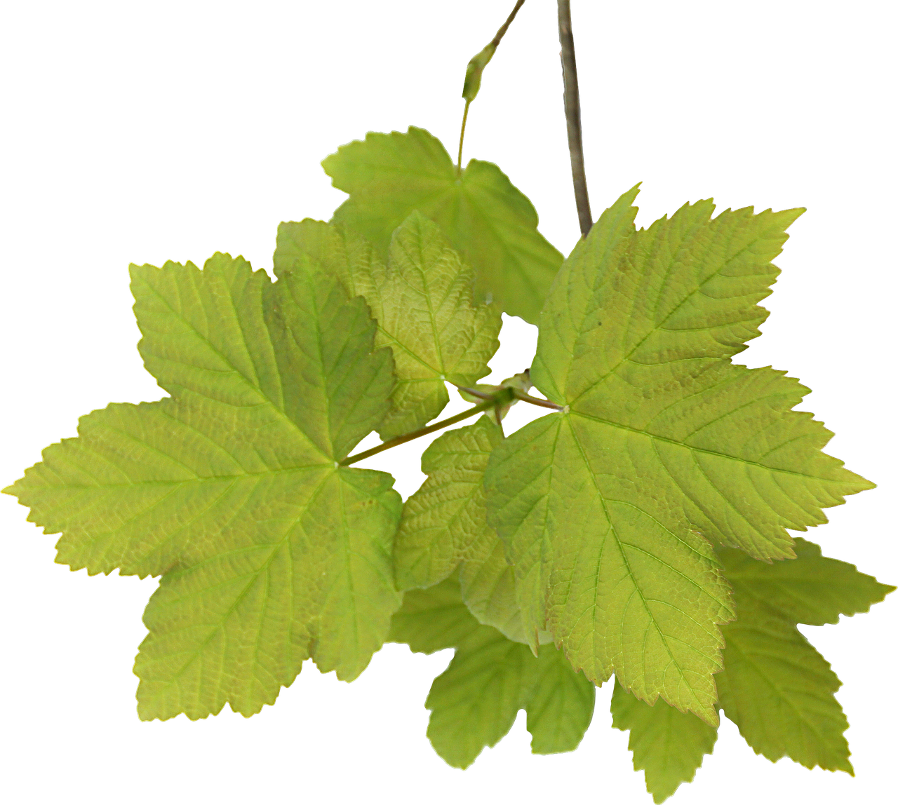 leaves acer png free photo