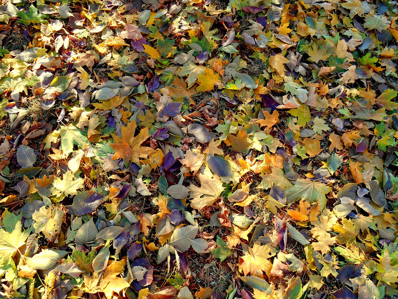 leaves autumn colorful free photo