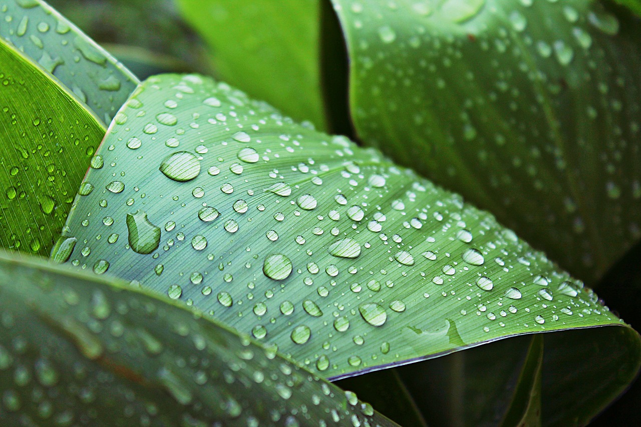 leaves wet rain free photo