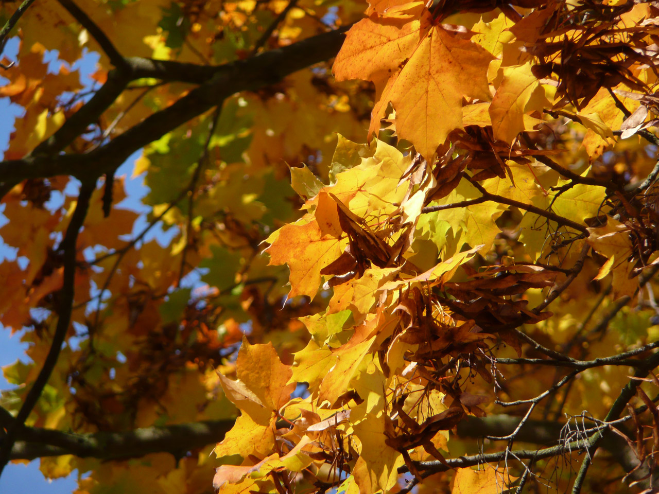 yellow leaves autumn free photo