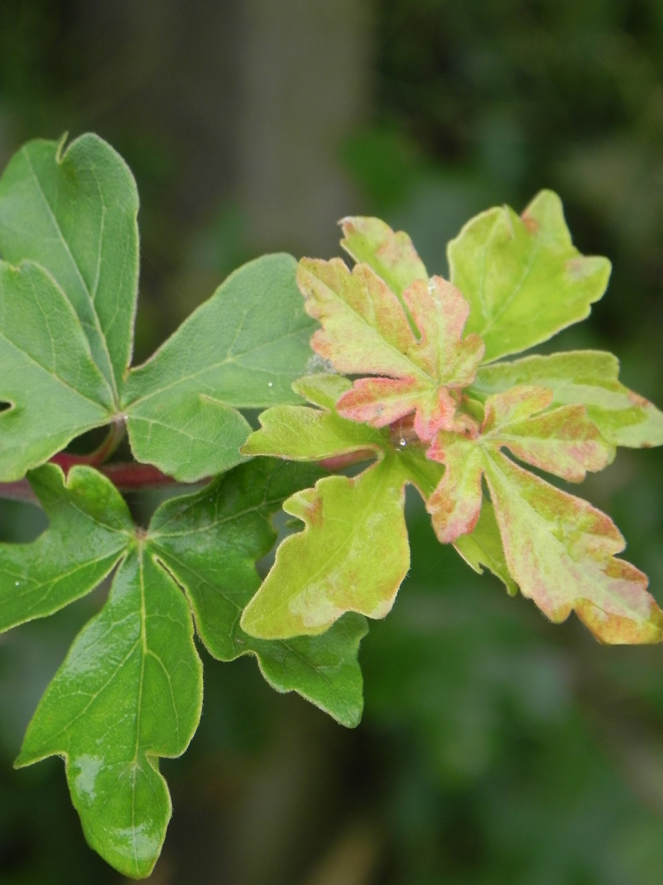 leaves green countryside free photo