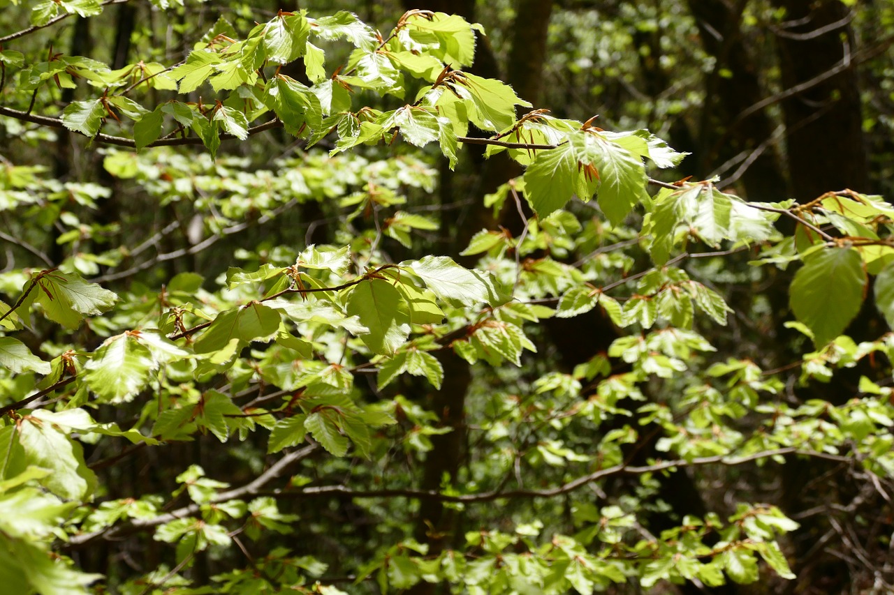 leaves spring leaf free photo