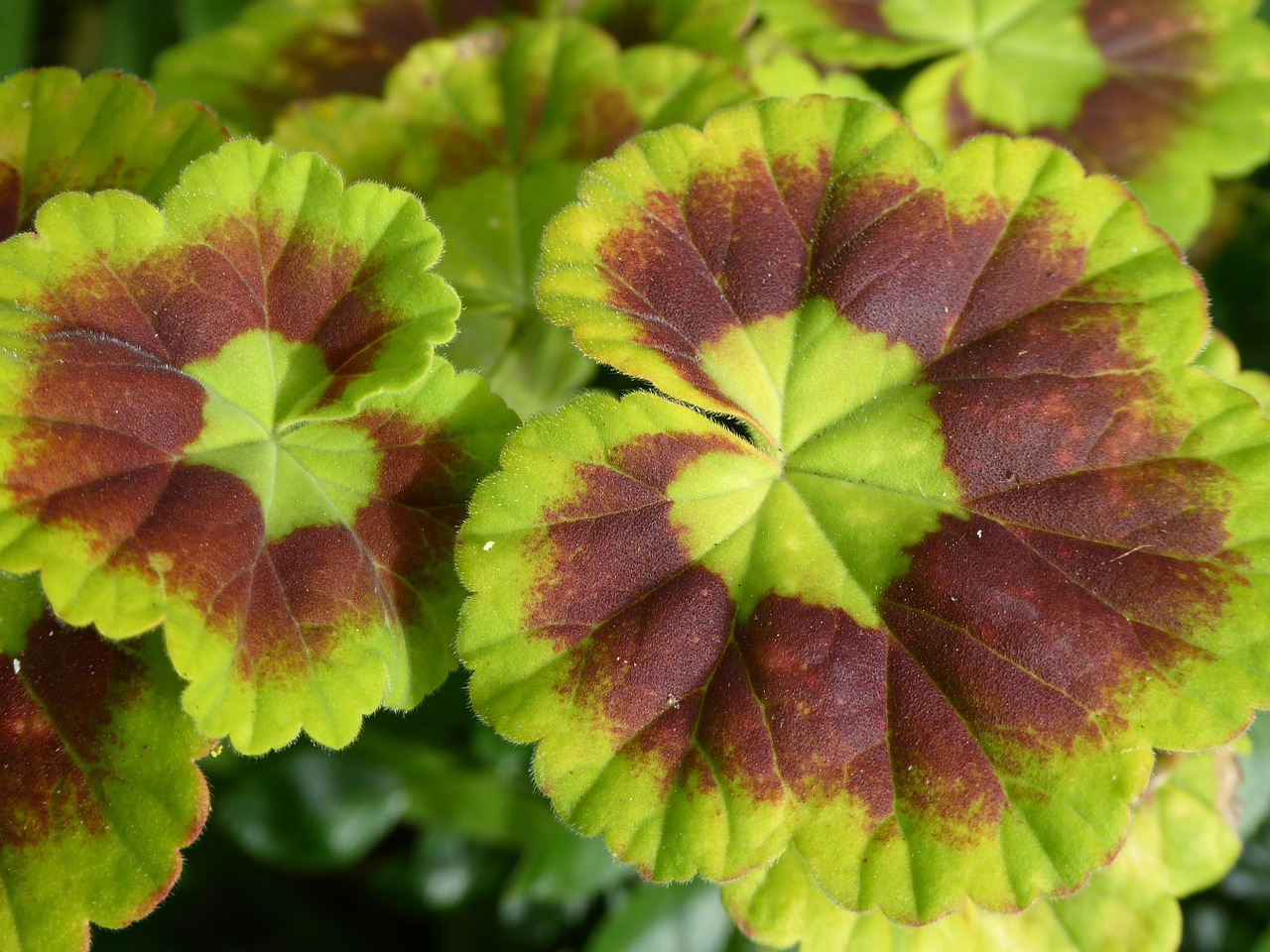 artistic leaves colorful leaf free photo