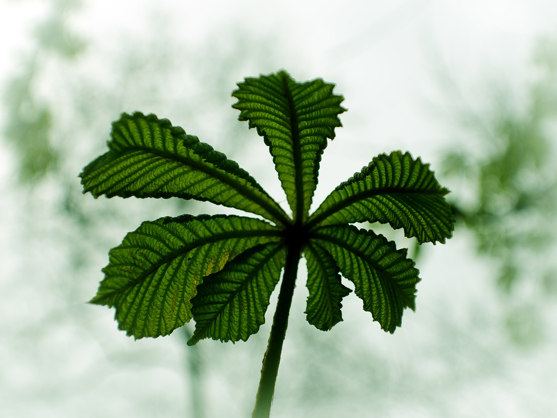 leaves leaf green free photo