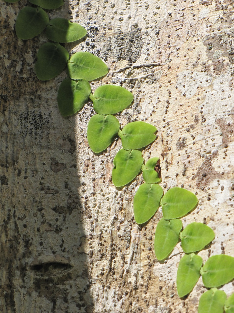 leaves green nature free photo