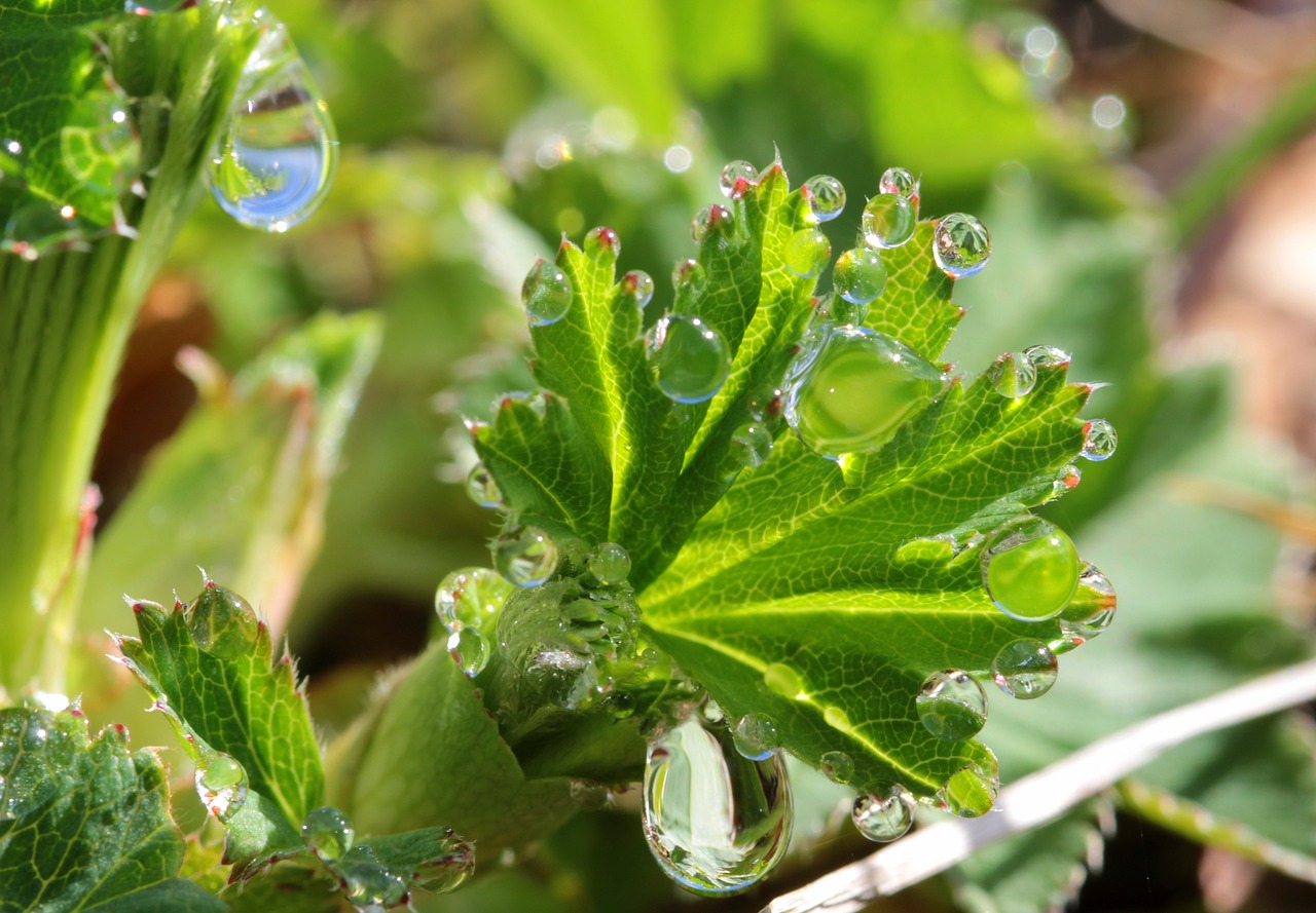 leaves raindrop leaf free photo