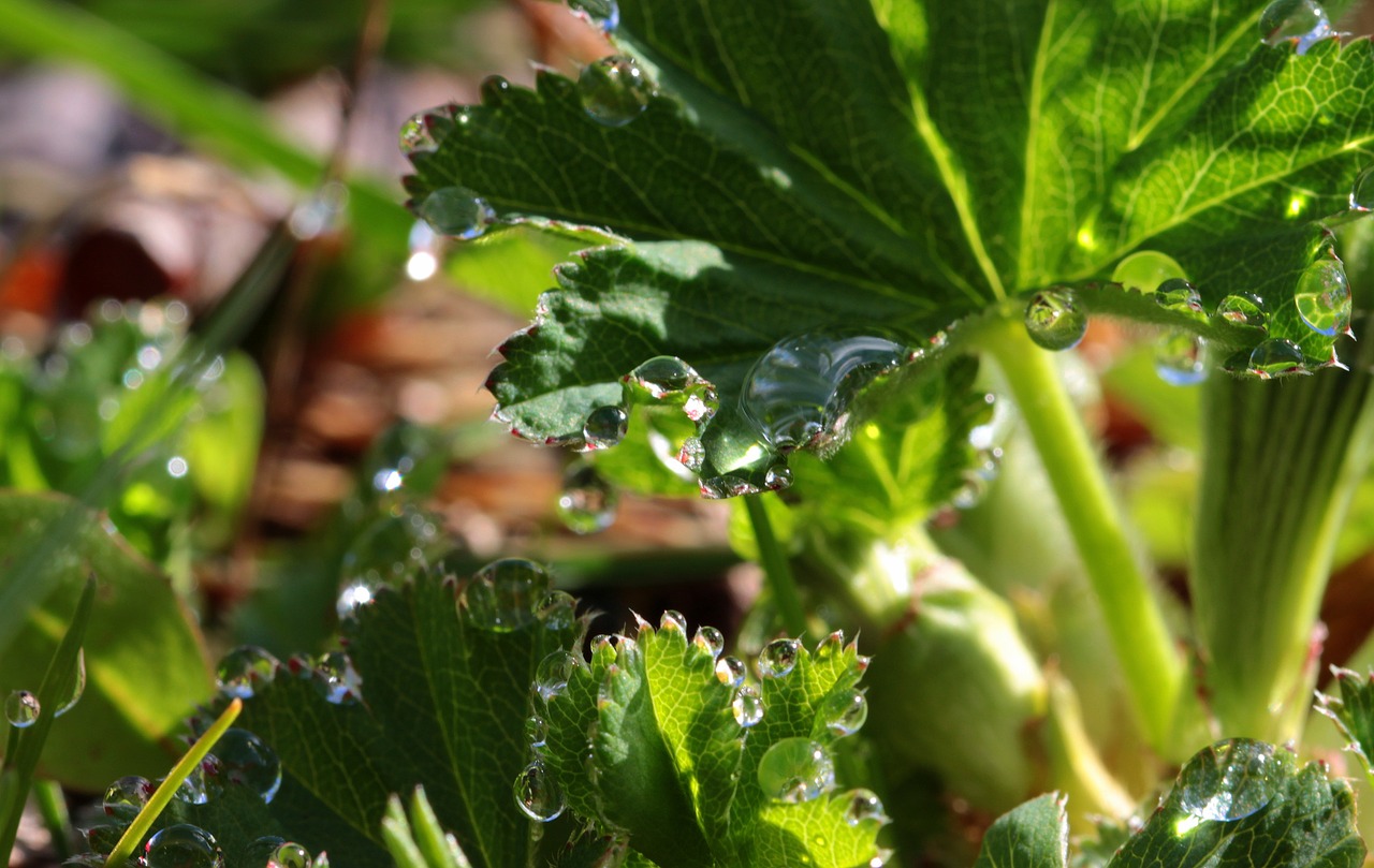 leaves drop of water drip free photo