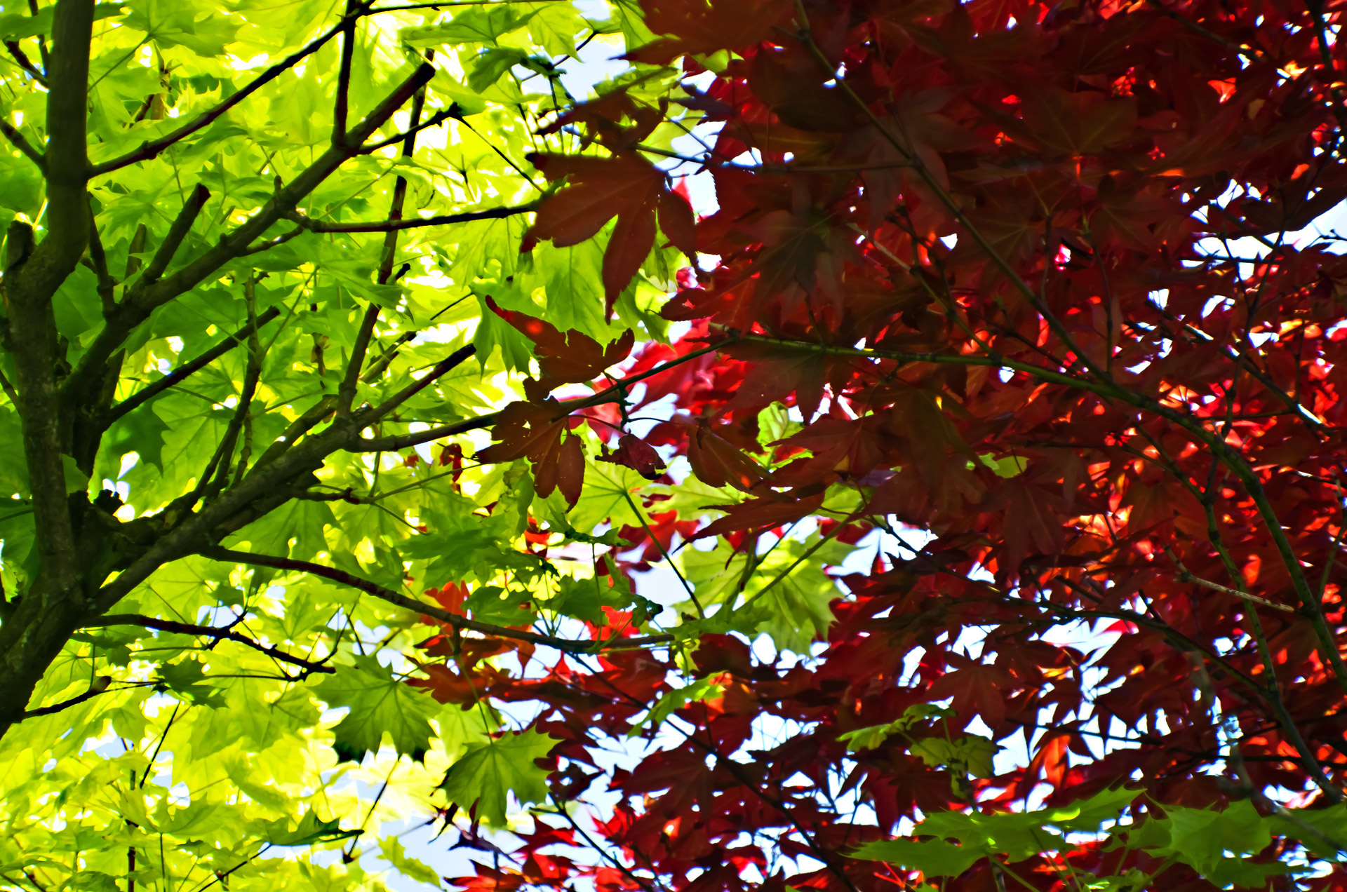 leaves leaf red free photo