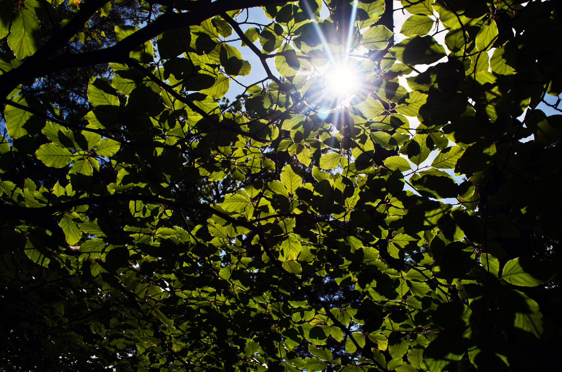 leaves leaf green free photo