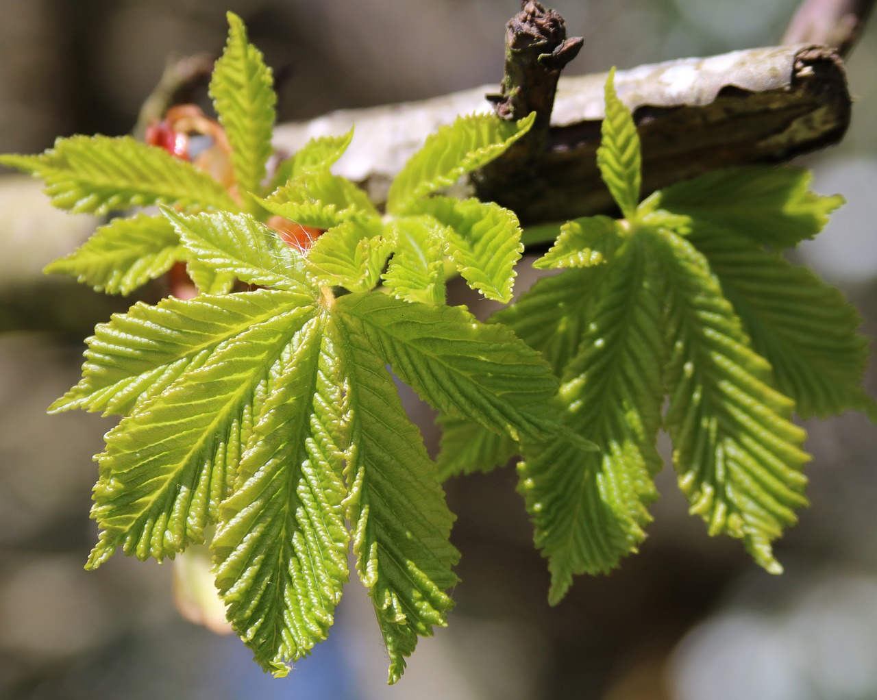 leaves leaf green free photo