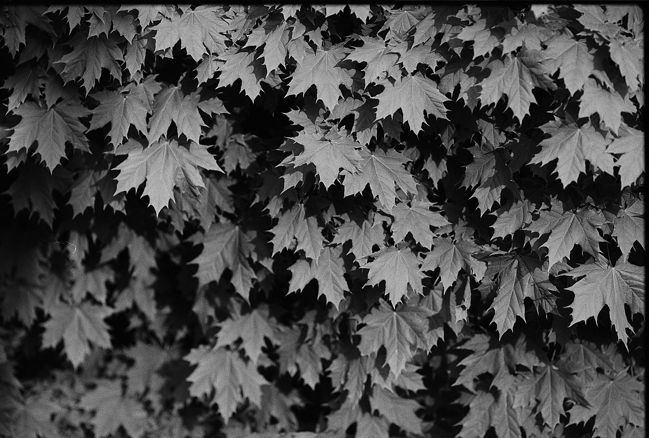 leaves tree nature free photo