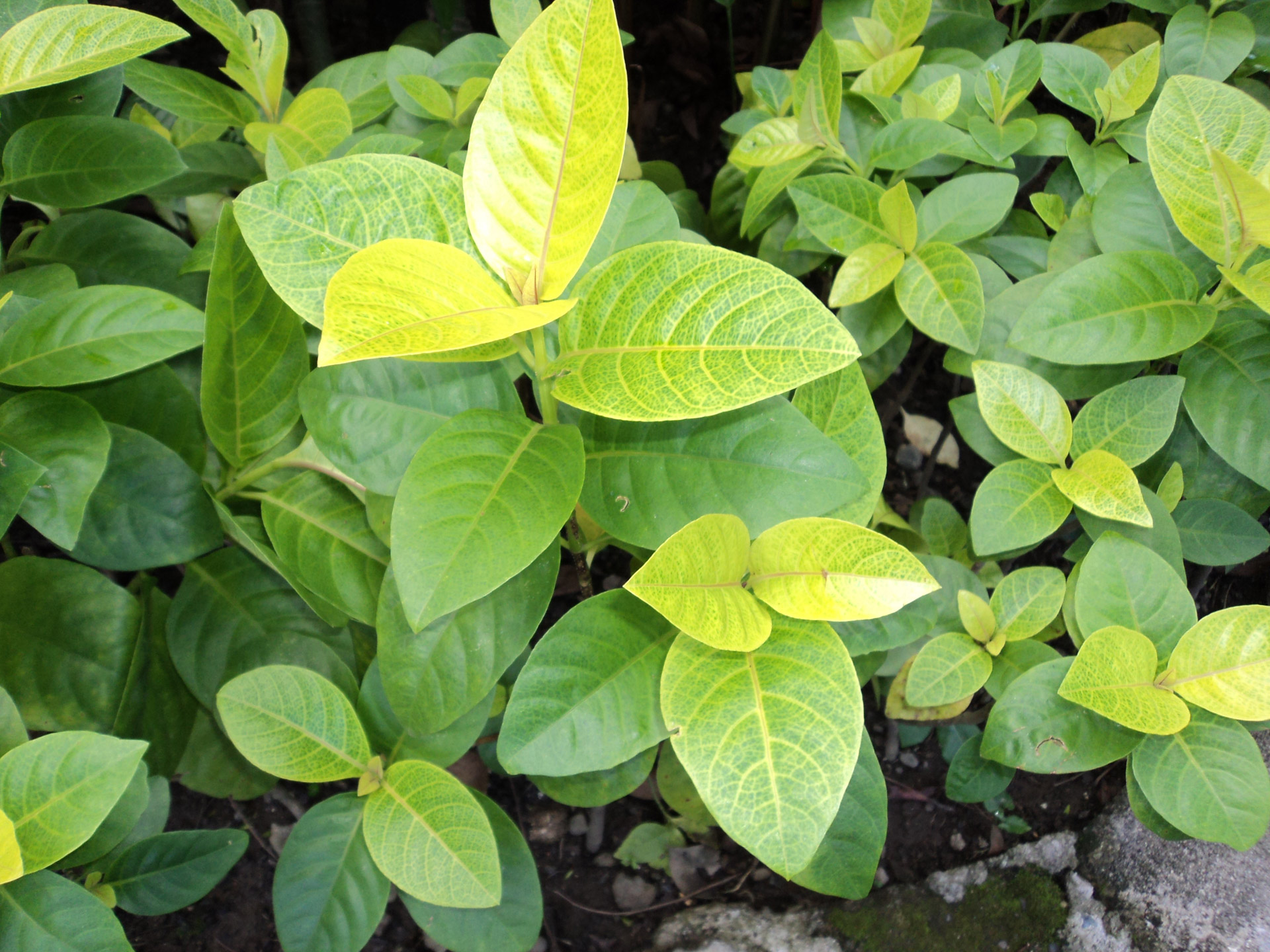 green leaves plants free photo