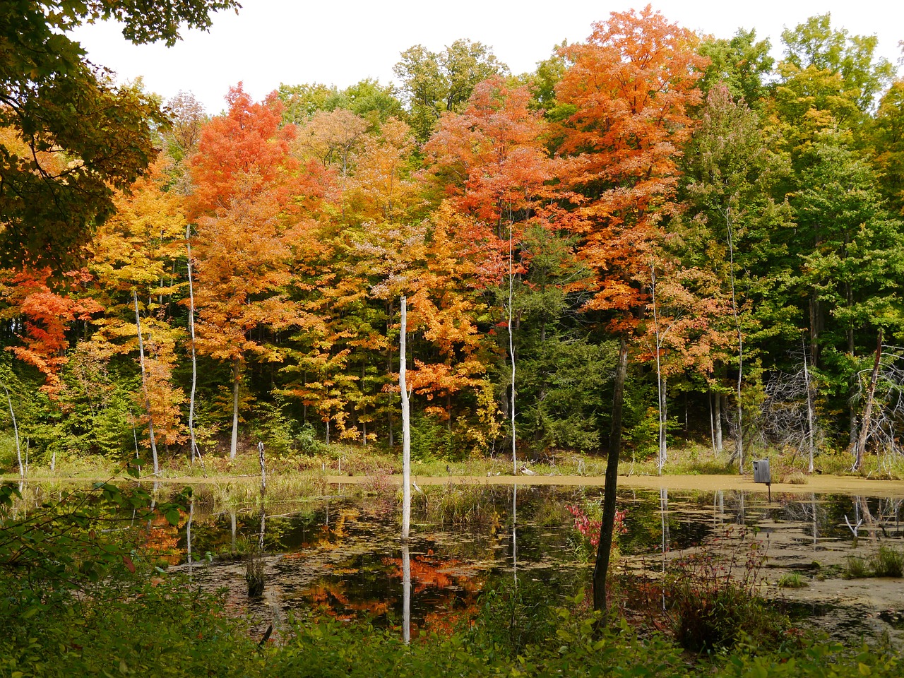 leaves autumn fall free photo