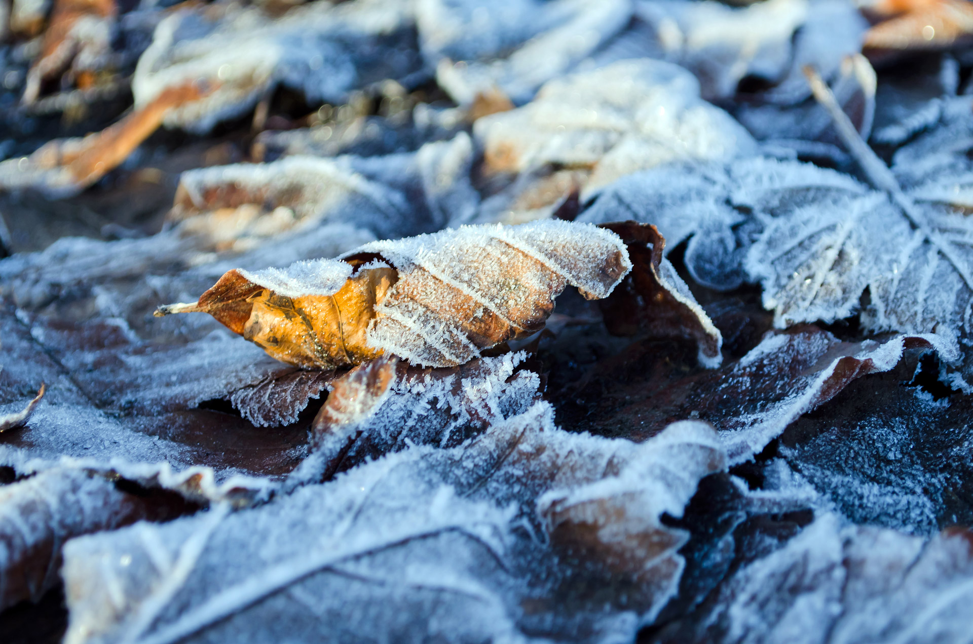 leaves leaf frost morning free photo
