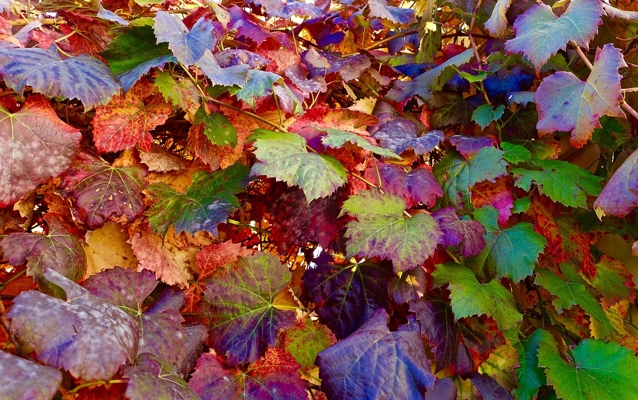 leaves autumn faded free photo