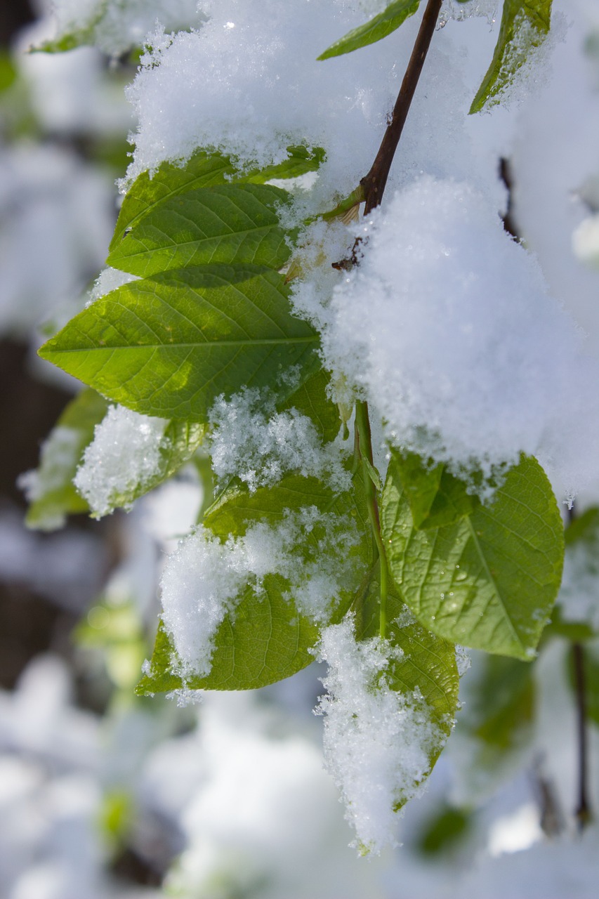 leaves snow winter blast free photo