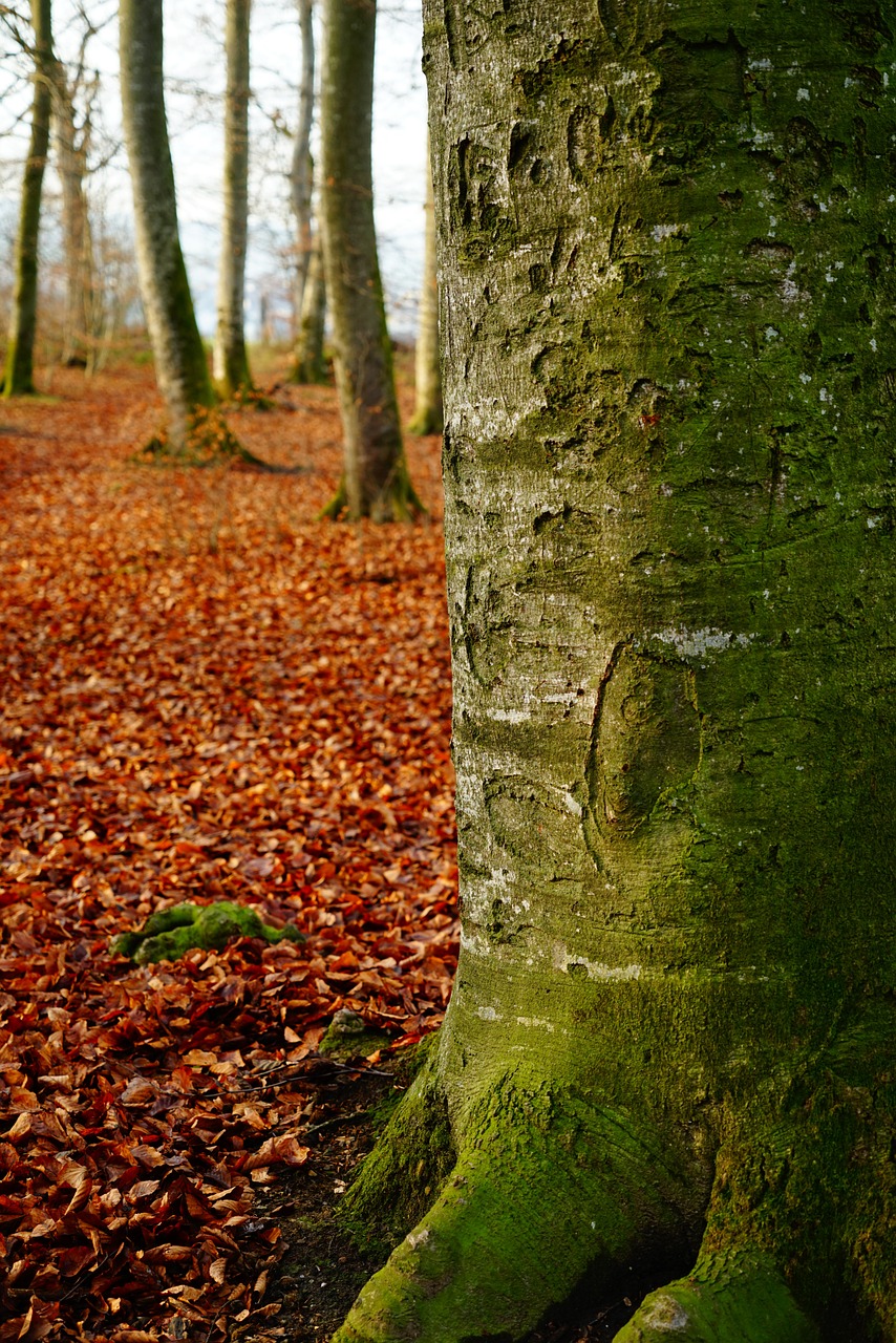 leaves green autumn free photo