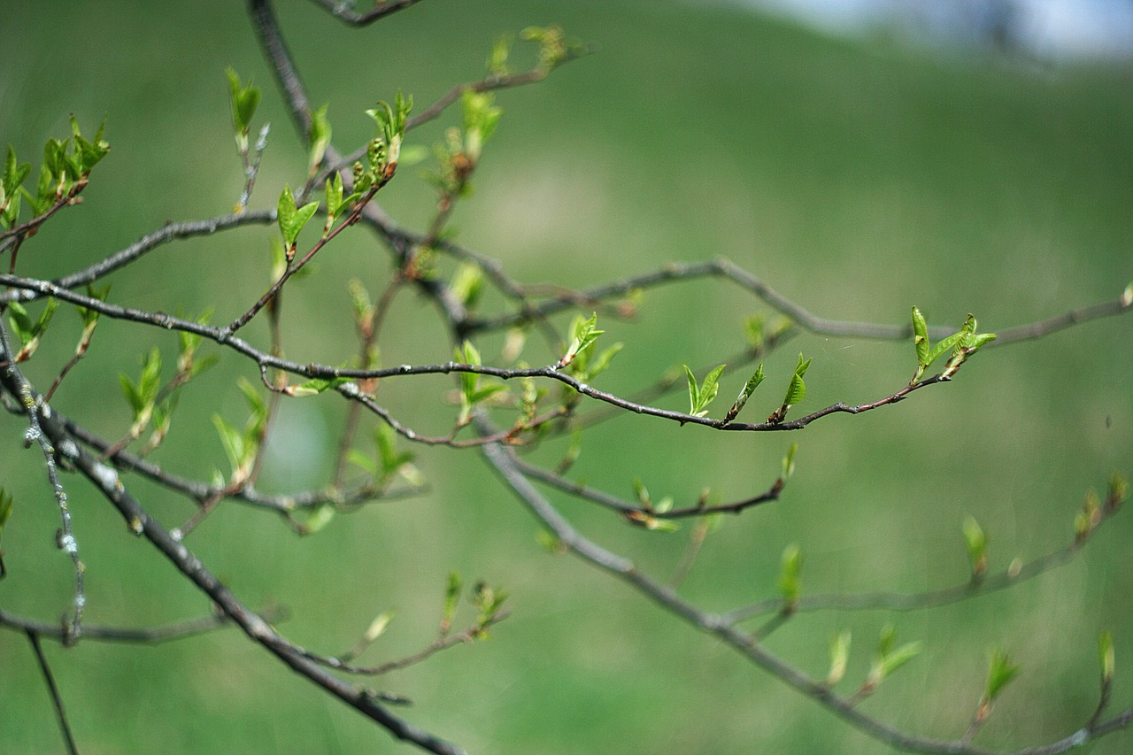 leaves bloom tree free photo