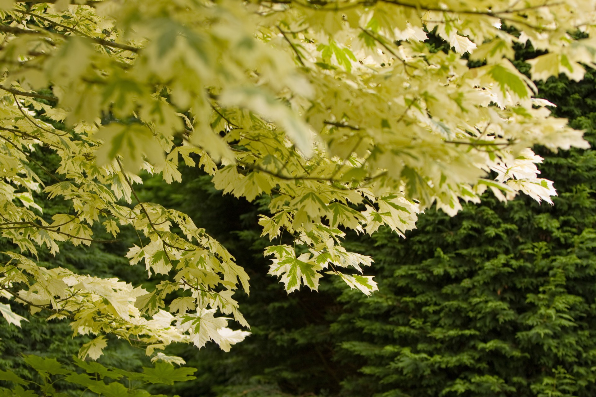 leaves summer beautiful free photo