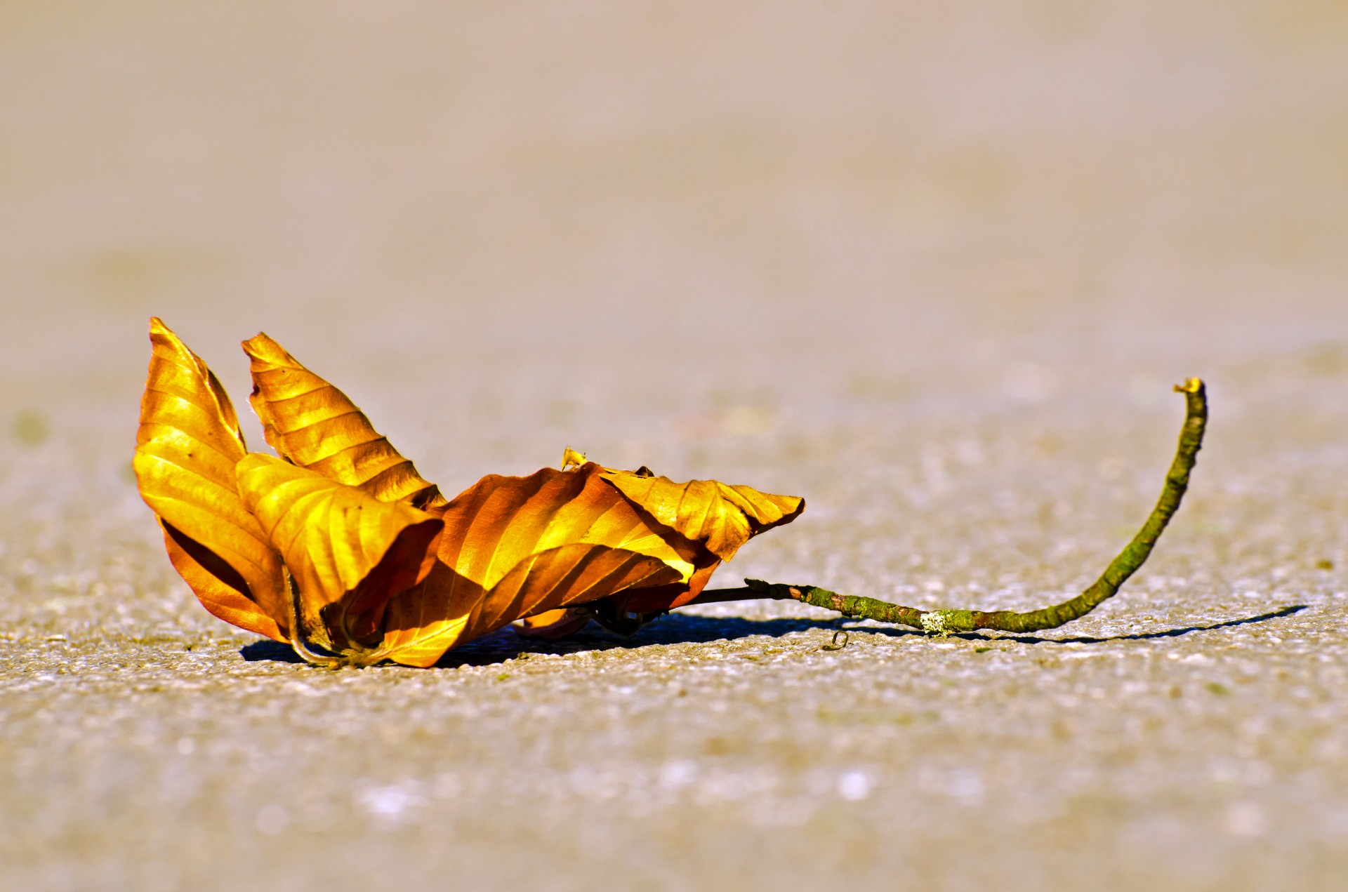 leaf dry season free photo