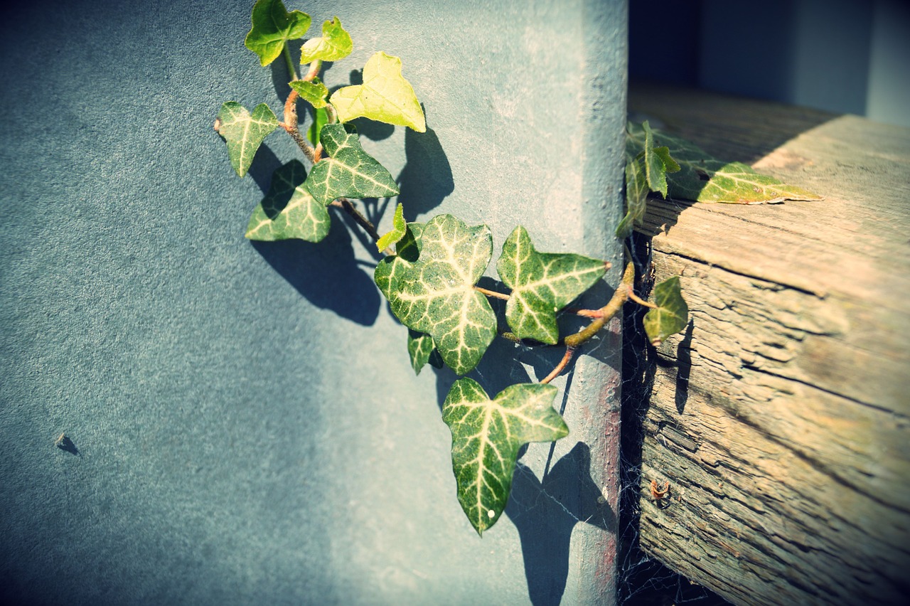 entwine ivy leaves free photo