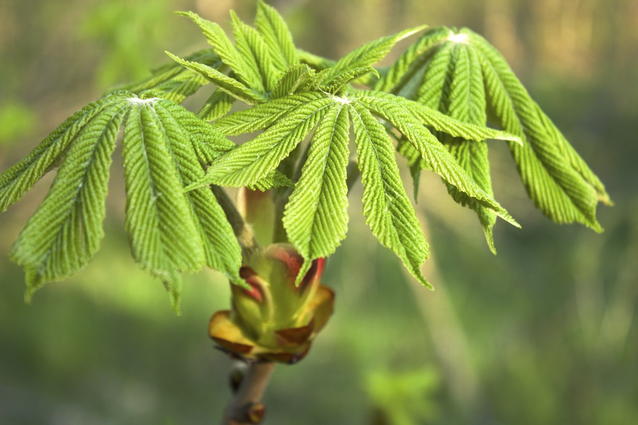 leaves spring bud free photo